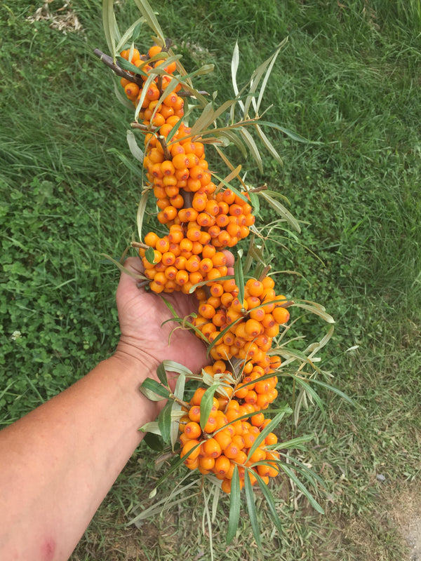 Sea Buckthorn  'Sunny'