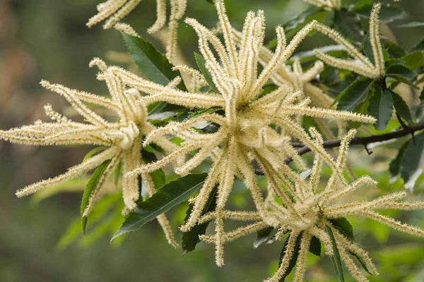 Hybrid chestnut 'Labor day'