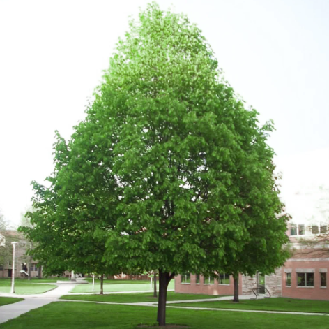 Tilia cordata/tilleul à petites feuilles GREENSPIRE