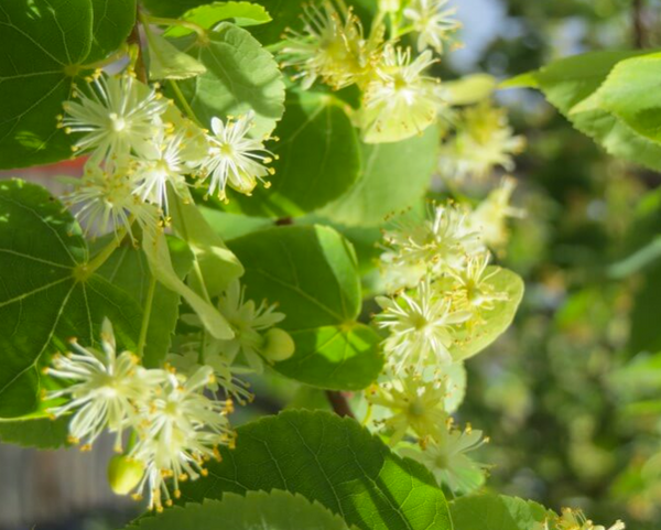 Tilia cordata/tilleul à petites feuilles GREENSPIRE