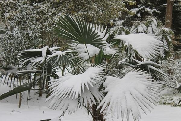  Miniature Chusan Palm Trachycarpus wagnerianus