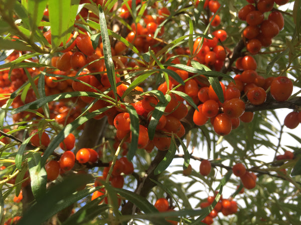 Sea Buckthorn  'Tatiana'