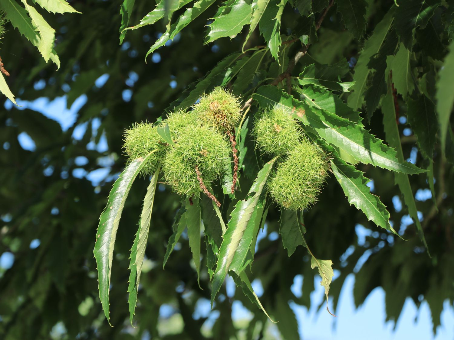 Chestnt Tree Chestnut Tree The American Chestnut Tree | Triangle Gardener Magazine