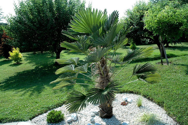  Miniature Chusan Palm Trachycarpus wagnerianus