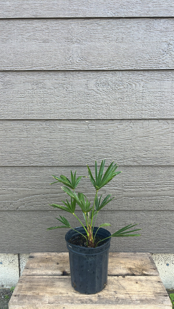  Miniature Chusan Palm Trachycarpus wagnerianus