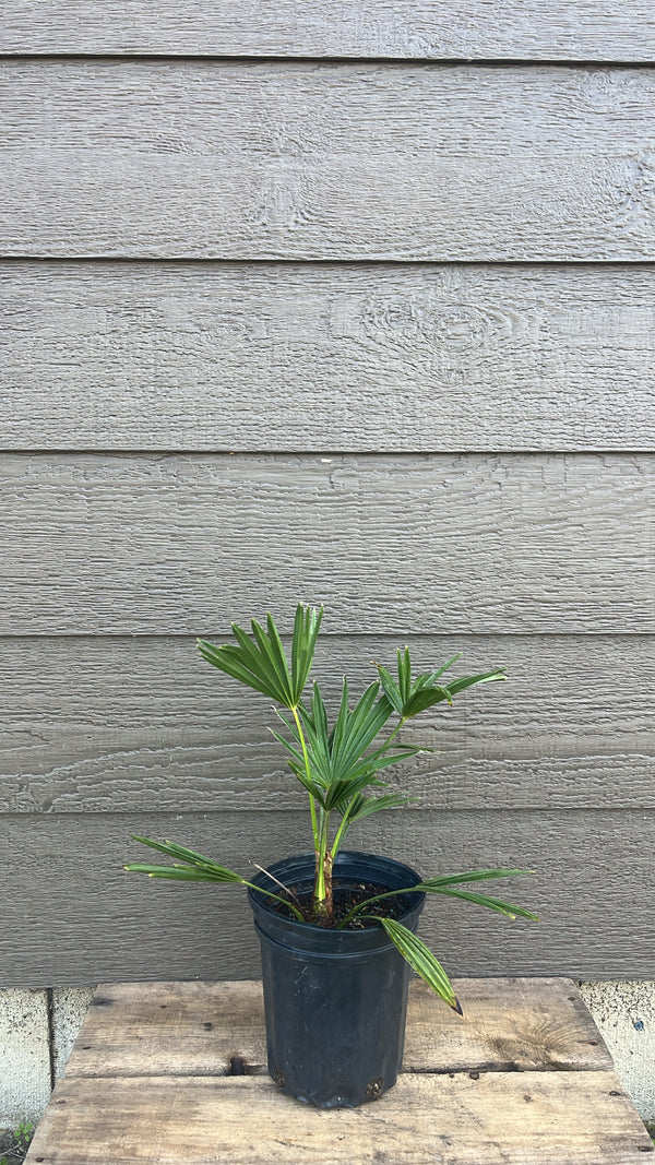  Miniature Chusan Palm Trachycarpus wagnerianus