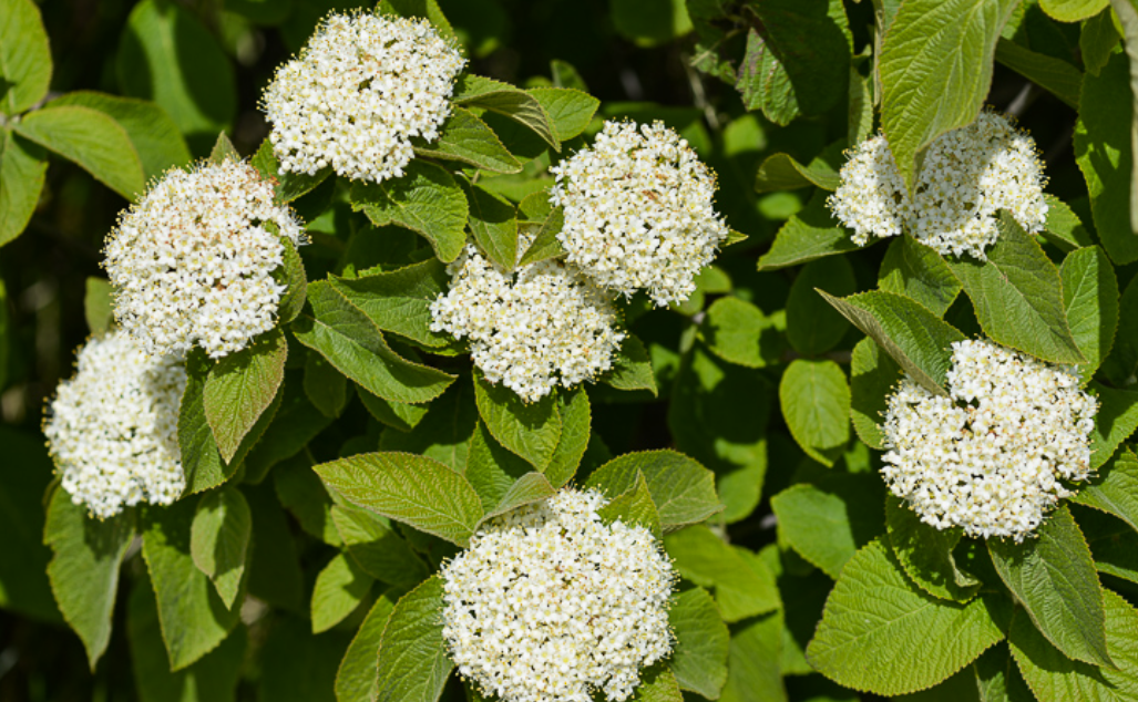 Wayfaring tree - Viburnum lantana – Nutcracker Nursery & Tree Farm