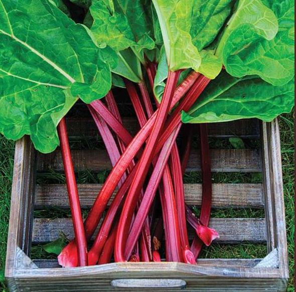 Rhubarb Valentine