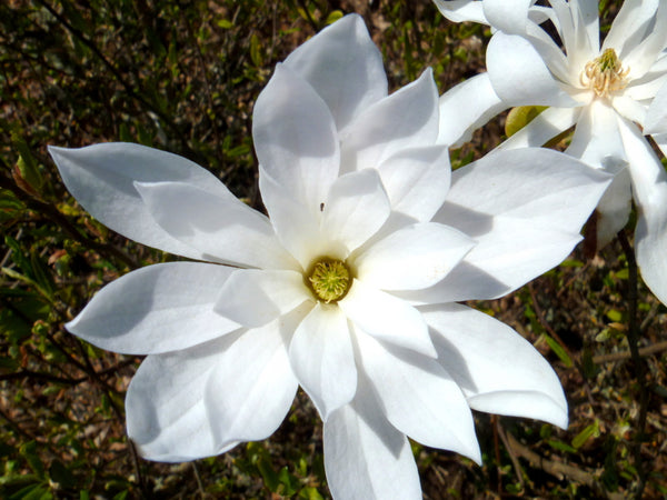 WATERLILLY magnolia