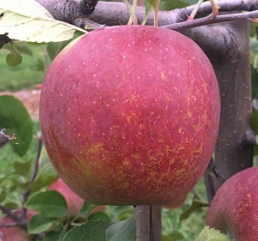 Apple WINECRISP™ SEMI-DWARF B118