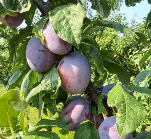 European Plum : YAKIMA Semi-Dwarf (Myrobalan)