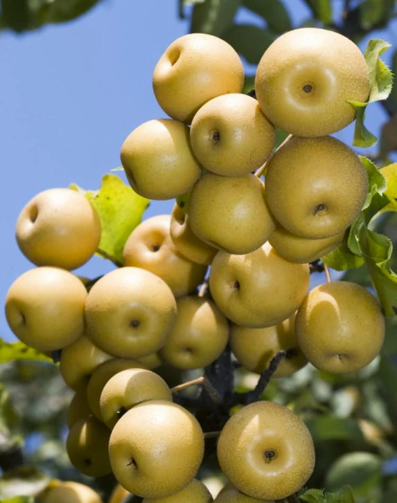 YOINASHI asian pear LARGE SEMI-DWARF (OHxF97)