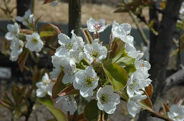 YOINASHI asian pear LARGE SEMI-DWARF (OHxF97)