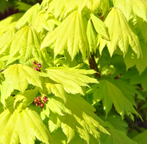 Fullmoon maple - Acer shirasawanum