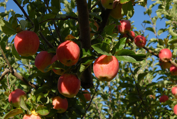 Ambrosia apple tree (Malus domestica)