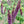 Amorpha Fruticosa FALSE INDIGO (Amorpha fruticosa)