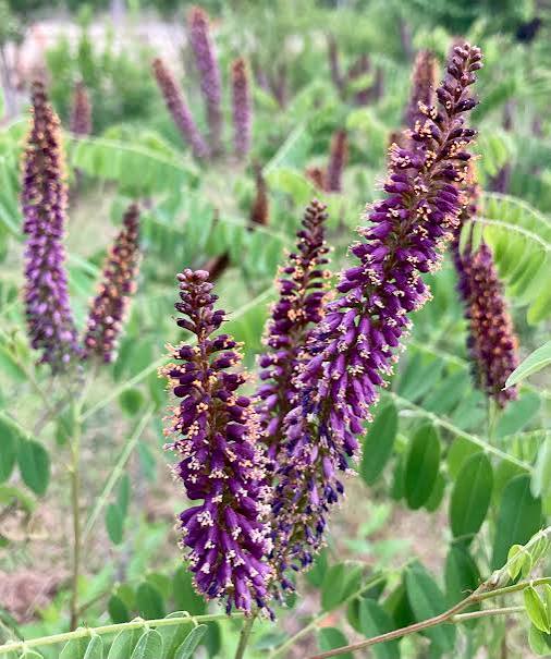 Amorpha Fruticosa FALSE INDIGO (Amorpha fruticosa)