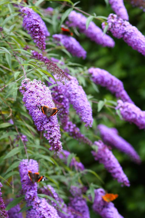 Butterfly bush - Buddleja davidii