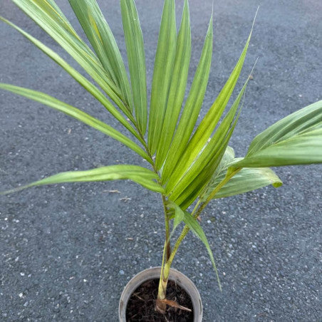 Archontophoenix cunninghamiana – Cunningham's Royal Palm / Bangalow Palm