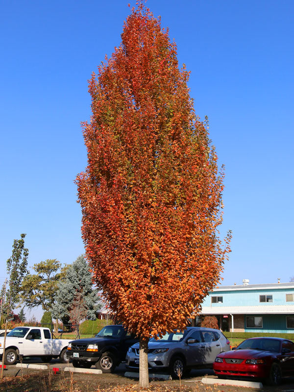 Red maple 'Armstrong' (acer rubrum)