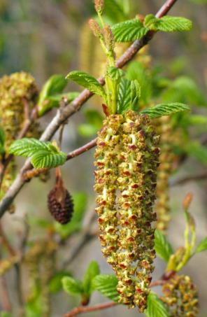 Speckled alder