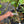 Grafted Avocado for tropical collectors