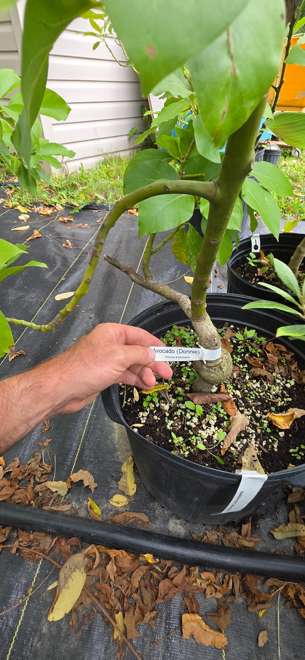 Grafted Avocado for tropical collectors