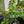Grafted Avocado for tropical collectors