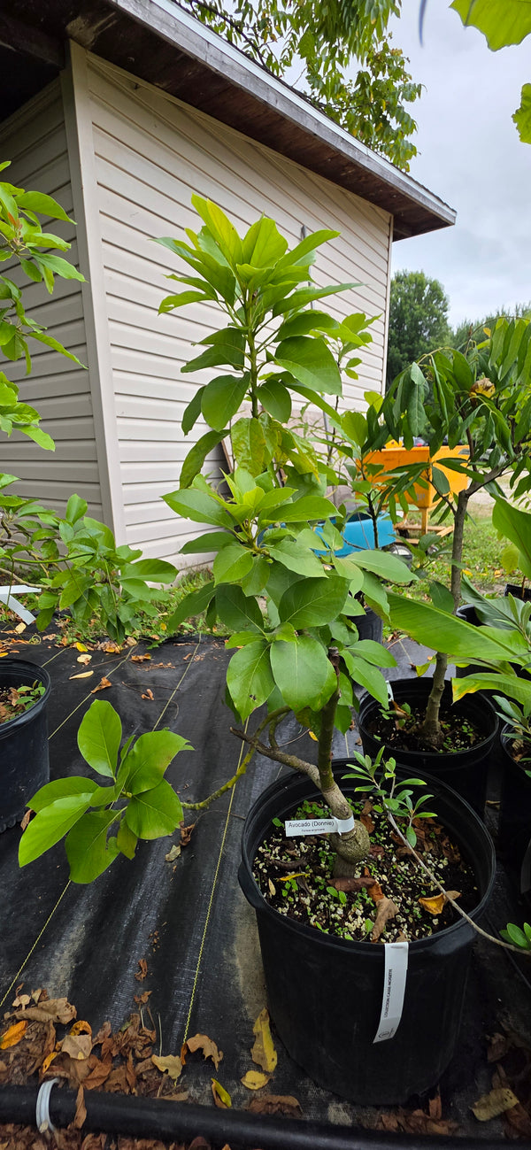 Grafted Avocado for tropical collectors