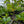 Grafted Avocado for tropical collectors
