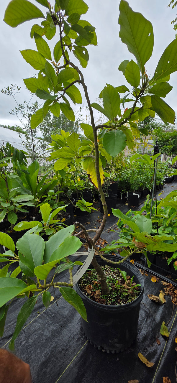 Grafted Avocado for tropical collectors