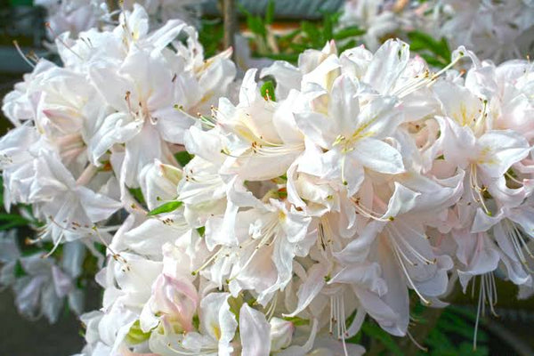 Azalea White Light