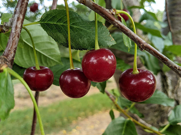 Sour cherry 'Balaton'