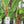 Abyssinian / Ethiopian banana (Ensete ventricosum)