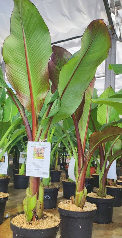 Abyssinian / Ethiopian banana (Ensete ventricosum)