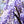 Blue Sapphire Wisteria (Wisteria sinensis 