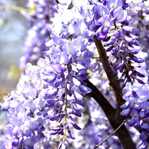 Blue Sapphire Wisteria (Wisteria sinensis 