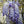 Blue Sapphire Wisteria (Wisteria sinensis 