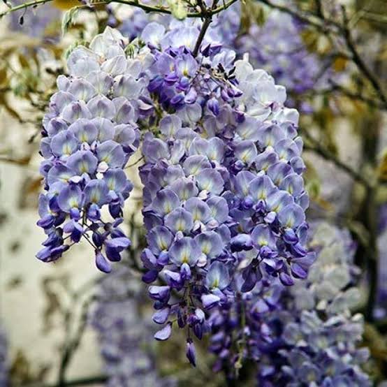 Blue Sapphire Wisteria (Wisteria sinensis 