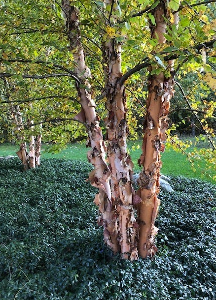 River Birch - Betula nigra