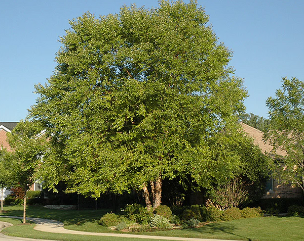 River Birch - Betula nigra