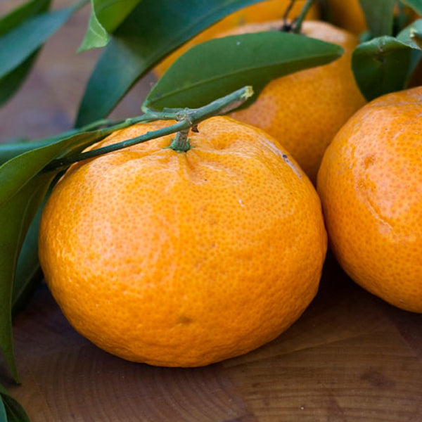 BROWN SELECT SATSUMA mandarine (Citrus unshiu 'Brown Select')