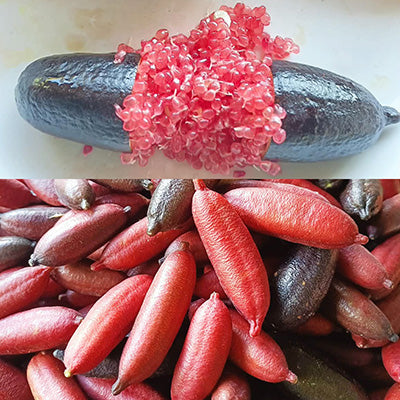 Finger lime 'BYRON SUNRISE'