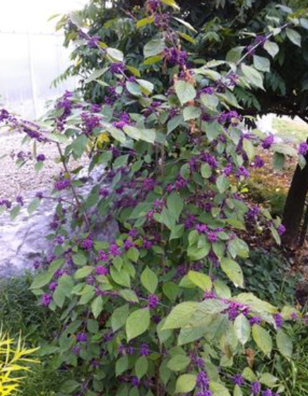 Beautyberry, candy tree - Early Amethyst