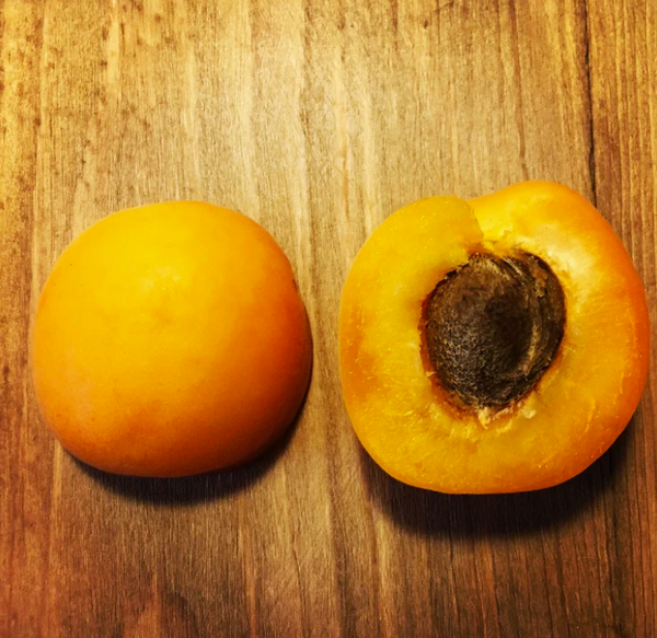 CAPILANO apricot SEMI-DWARF (MUSTANG)