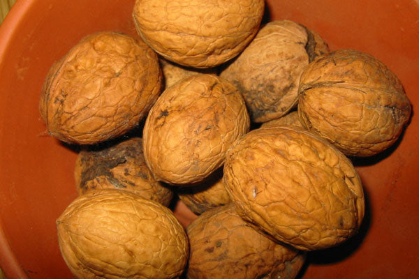 CASCADE walnut - Juglans