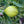 Kumquat 'CENTENNIAL' grafted