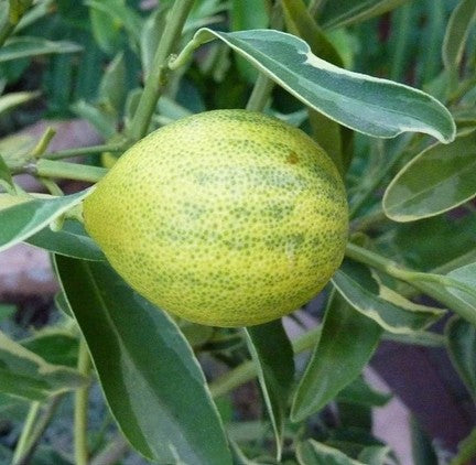 Kumquat 'CENTENNIAL' grafted