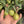 Kumquat 'CENTENNIAL' grafted