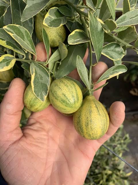 Kumquat 'CENTENNIAL' grafted